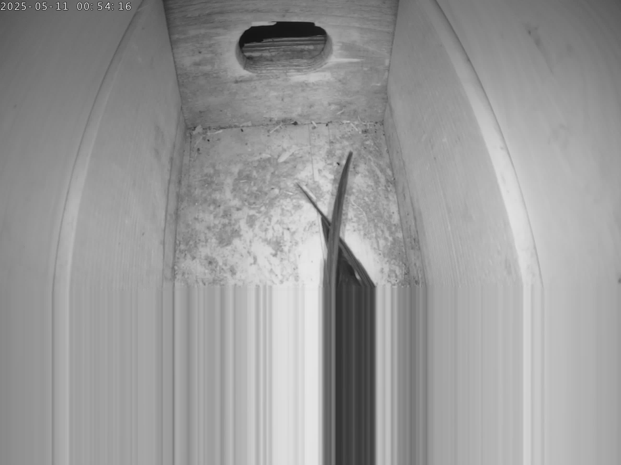 Now live: Mauersegler Schloss Jegenstorf
Mit dieser Kamera lassen sich die Mauersegler im Schlossturm unseres Schlosses in Jegenstorf beim Brüten beobachten! Die Kamera wird vom Forum Jegenstorf (www.forumjegenstorf.ch) betrieben.